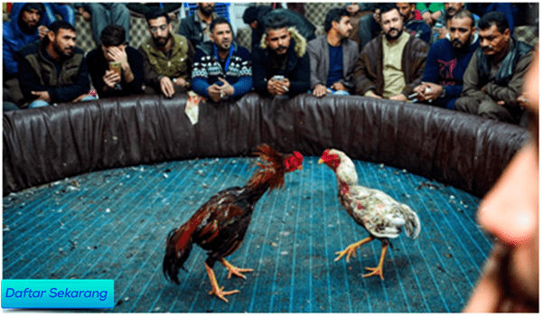 Cara Bermain Sabung Ayam Online Di Agen Judi Terpercaya